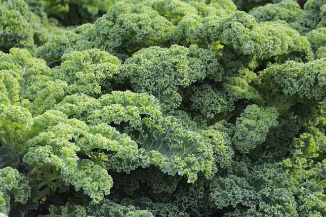 kale-vegetables-brassica-oleracea-var-sabellica-l-51372.jpeg