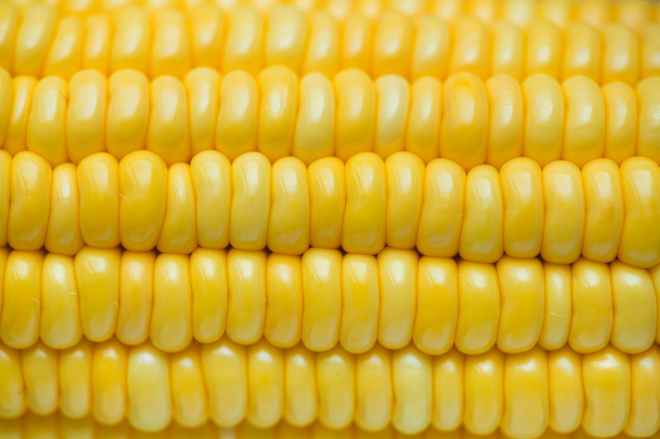 close up photo of corn
